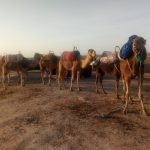  Marrakech Camel Ride