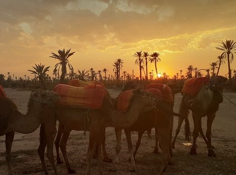 Sunset camel ride Marrakech